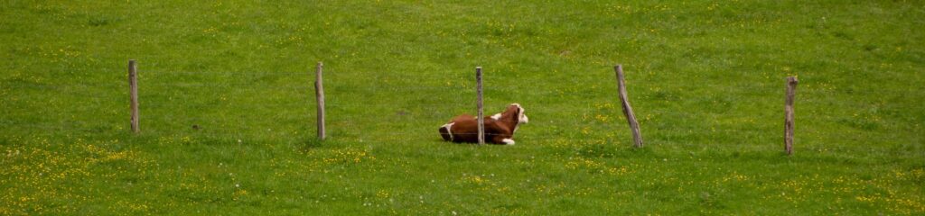 Boi em um pasto com uma cerca