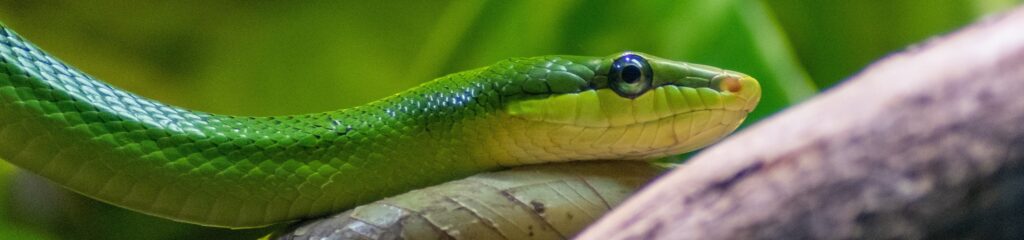Serpente verde no zoológico de Chester, em Upton-by-Chester, Cheshire, Inglaterra
