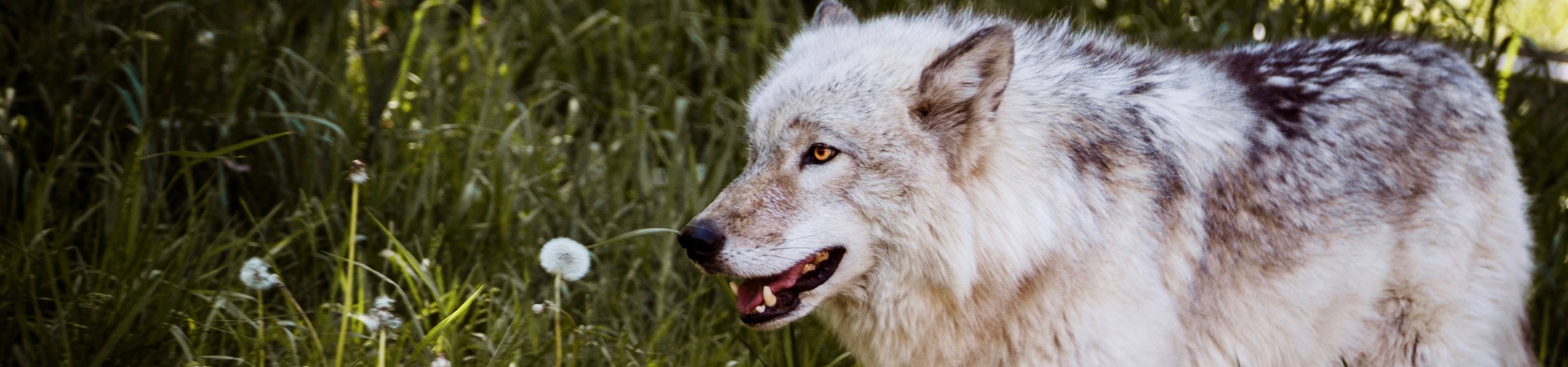 Lobo cinza no Zoo Ecomuseum, em Ste-Anne-de-Bellevue, Canadá
