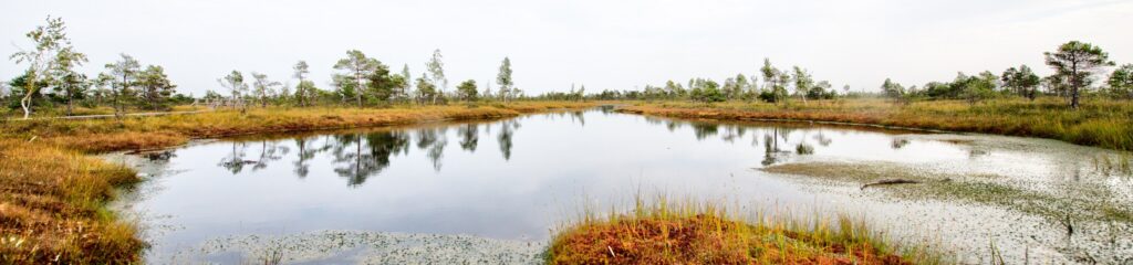 Zona de pântano na área de Ķemeri, na Letônia