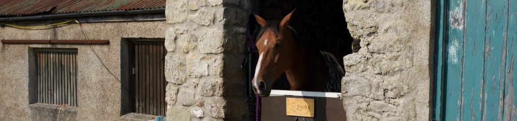 Cavalo em um estábulo
