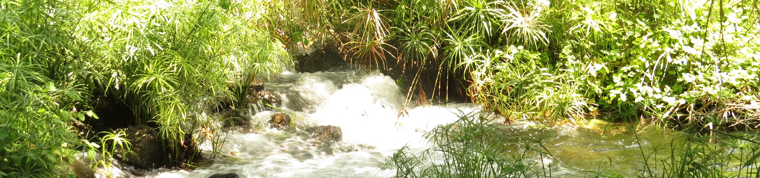 Nascente de um rio no Parque Nacional Tsavo, no Quênia
