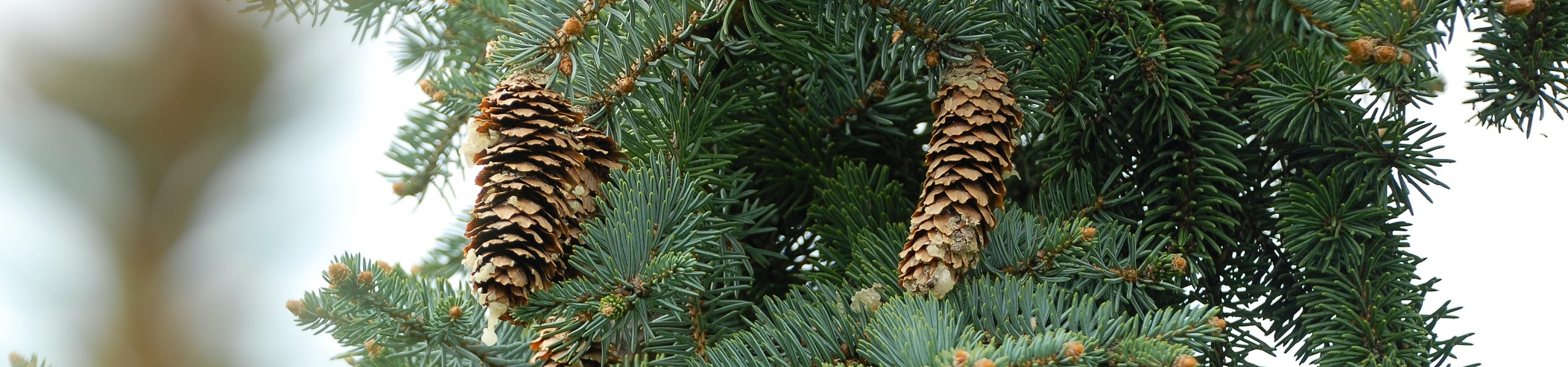 Detalhe de algumas pinhas em um pinheiro