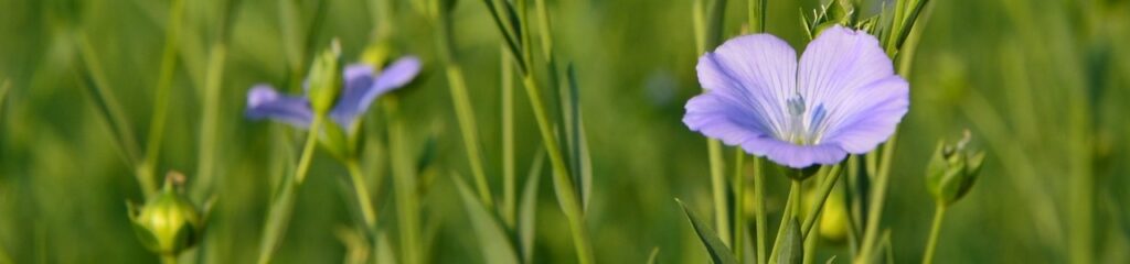 Flor do gênero Linum, matéria-prima do linho