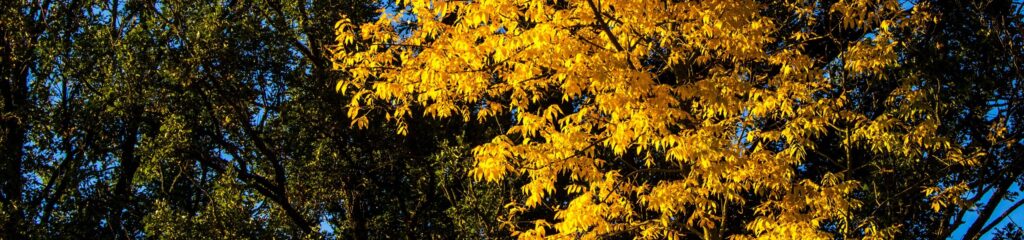 Freixo com folhas amarelas em Shevlin, Minnesota, Estados Unidos