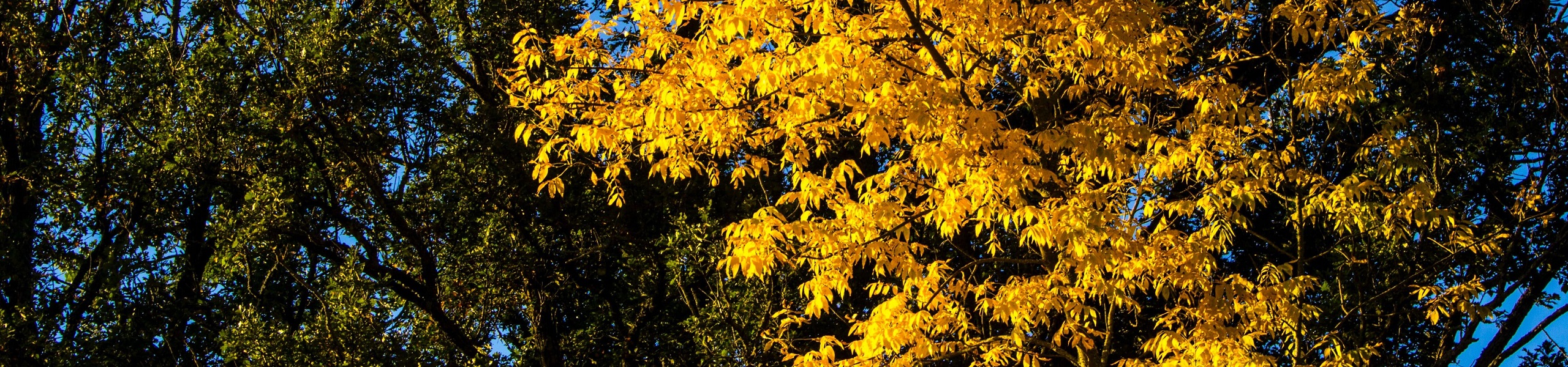 Freixo com folhas amarelas em Shevlin, Minnesota, Estados Unidos
