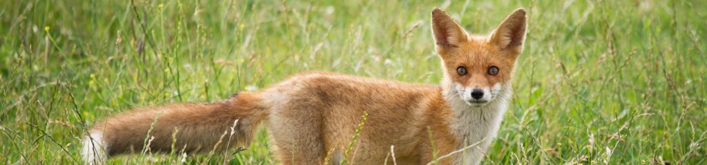 Uma raposa na reserva natural Oostvaardersplassen, na Holanda