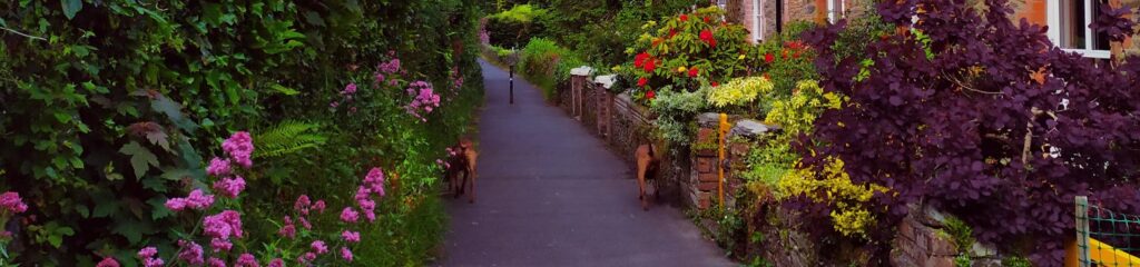 Viela com jardins no condado de Devon, na Inglaterra