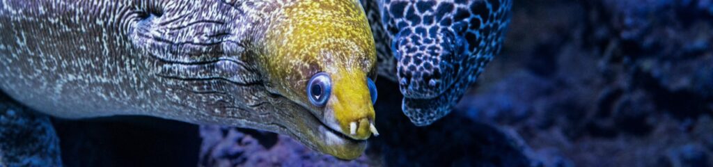 Duas moreias em um aquário em Cairns, Austrália