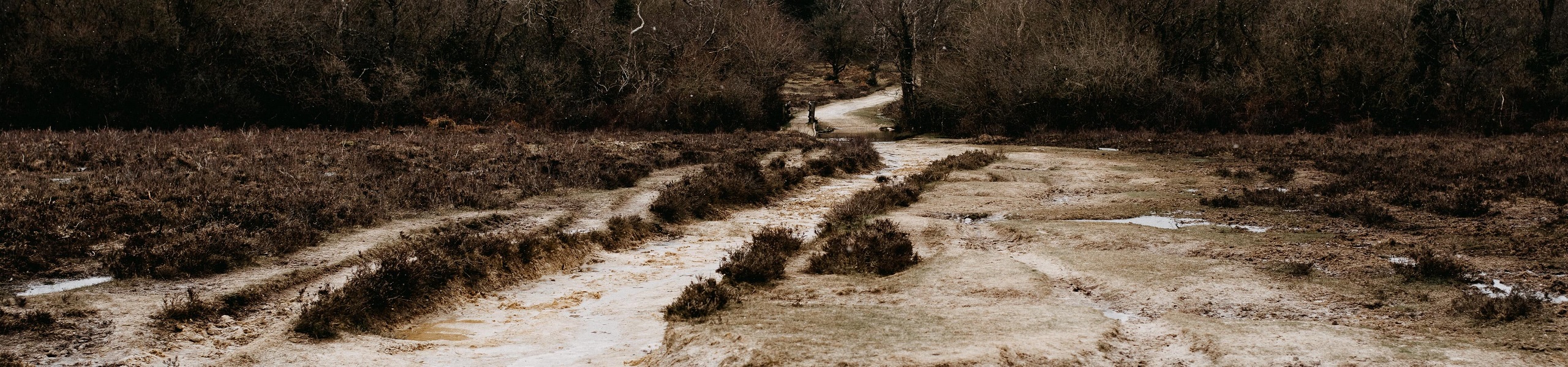 New Forest National Park, no Reino Unido
