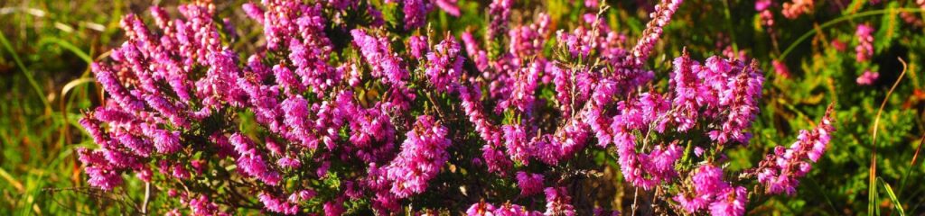 Urze ou queiró (Calluna vulgaris), planta da família Ericaceae.